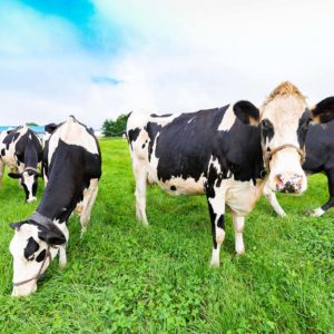 Joel Salatin | Sustainable Agricultural, Factory Farming Fallacies, & The Rural Tsunami